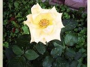 Verdun Streets and Alleyways