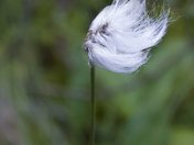 Arctic Cotton Grass