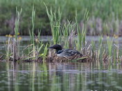 Common Loon on nest
