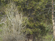 Grizzly with Cubs - Montana