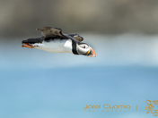 Atlantic Puffin