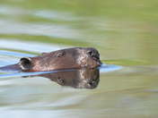 Busy Beaver