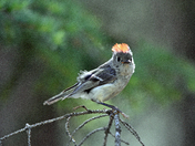 Red-crowned Kinglet