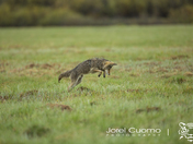 Hunting Coyote