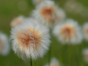Wild, Hairy Grass or Rush