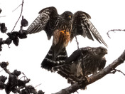 Mating Sparrow hawks