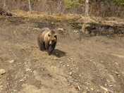 Searching for Food and Water