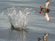 Fun with Pigeon Guillemots