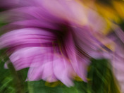 Abstract Flowers # 2