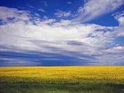 Canola Field