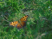 Butterfly at Missasauga Conservation