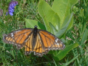 The Monarch Butterfly 