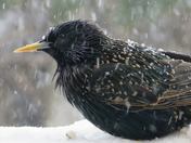 Starling