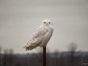 Stupendous Snowy Owl