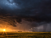 Wheat Field & Rainstorm