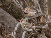 Northern Flickers
