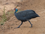 Dinosaur with feathers..