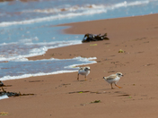 Endangered Piping Plover