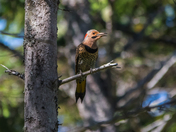 Yellowhammer Woodpecker