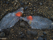 Salps Jellyfish