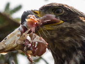 An Eagle's Lunch