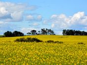 canola fields