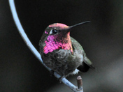 Anna's hummingbird