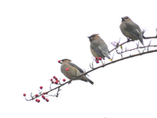 Cedar Waxwings