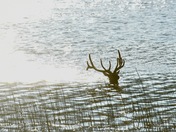  Elk In Jasper 