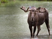 Bullwinkle the Moose