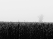 le champs fantÃ´me