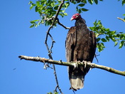 Turkey Vultures