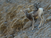 Young Mountain Climber