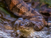 Northern Watersnake