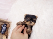 Tiny Adorable Baby Yorkie Puppy