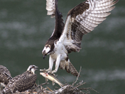 Osprey Kootenay River