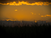 Cornfield Sunset