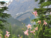 Emerald lake flowers