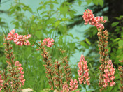 Emerald lake flowers