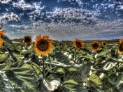 Field of Sunflowers