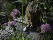 Chipmunk versus Snake