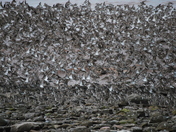 Dance of the sandpiper