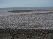 Dance of the sandpiper