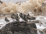 Sandpiper Migration