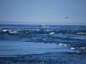 Rip Tide Brier Island