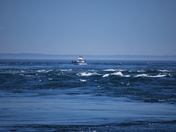 Rip Tide Brier Island