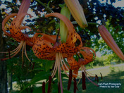 Tigerlilies