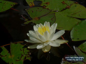 Waterlily 
