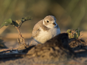 Shy Piping Plover