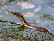 Northern Watersnake